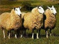 ارتش اسراییل 100 گوسفند را گروگان گرفت