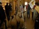 گوسفند چرانی در موزه لوور +عکس