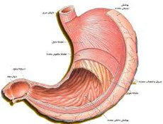 راهی برای درمان رفلاکس معده بعداز افطار